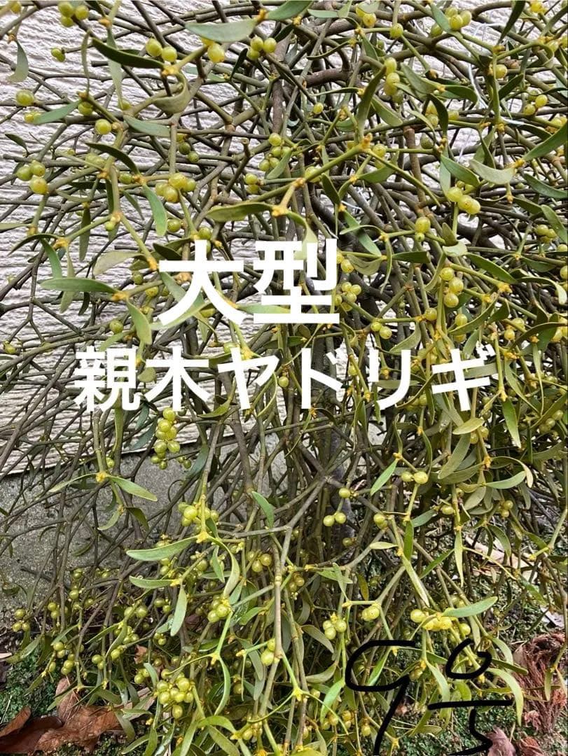 9レア希少縁起物　大型　親木ヤドリギ　 実が沢山　黄色　と　グリーン 最終値下げ