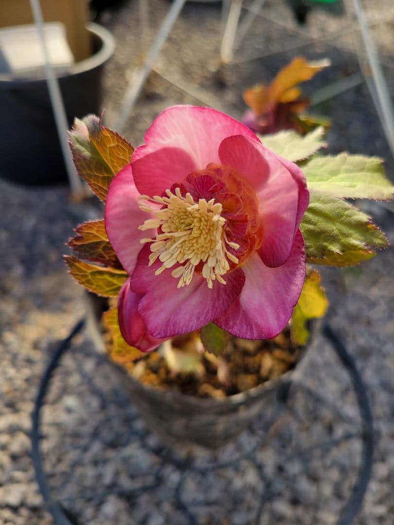 ピンクゴールドセミダブル クリスマスローズ　加藤農園