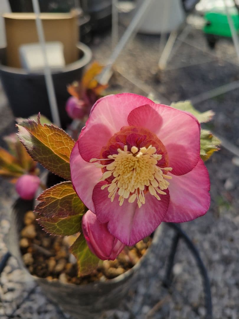 ピンクゴールドセミダブル クリスマスローズ　加藤農園