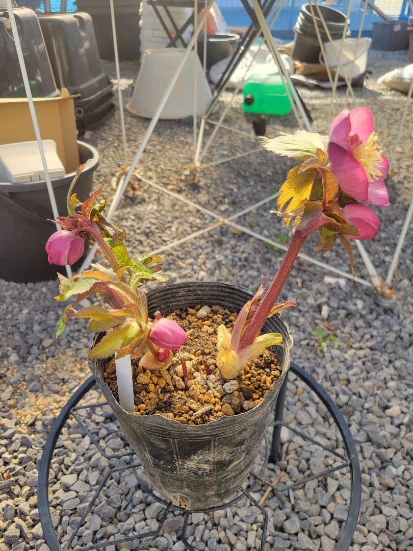 ピンクゴールドセミダブル クリスマスローズ　加藤農園