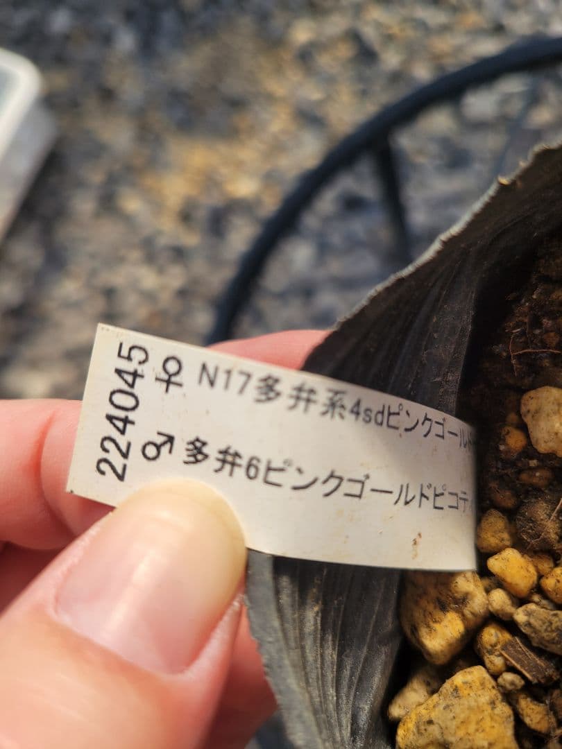 ピンクゴールドセミダブル クリスマスローズ　加藤農園