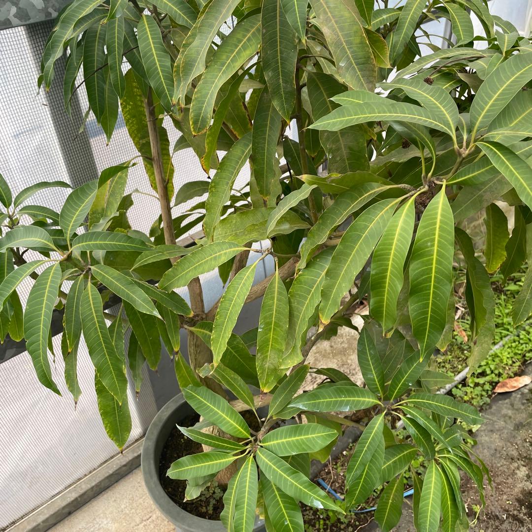 マンゴー苗　品種　グレン　10号特大