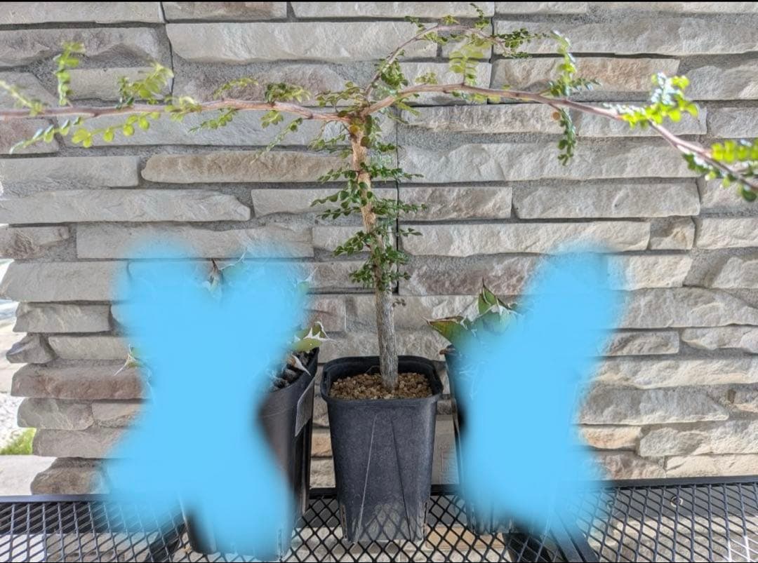 りゅうや　オペルクリカリア・デカリー（実生株）