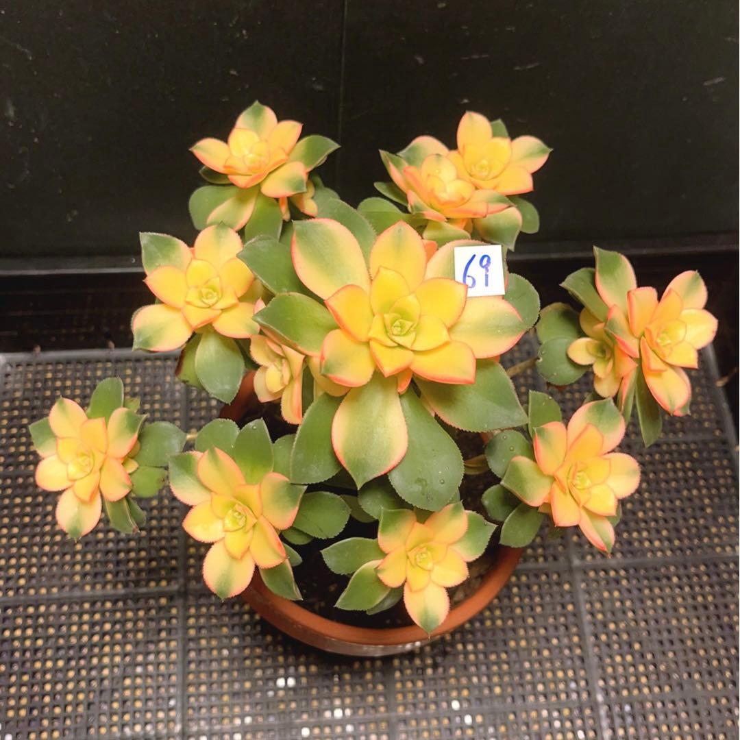 69#多肉植物アエオニウム錦❤️夕映え キウイ❤️1大頭9小頭25子芽26cm拔き苗