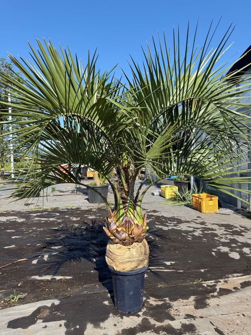 ココスヤシシルバーリーフ 【極太】葉先150cm 幹回り110cm 幹高30cm