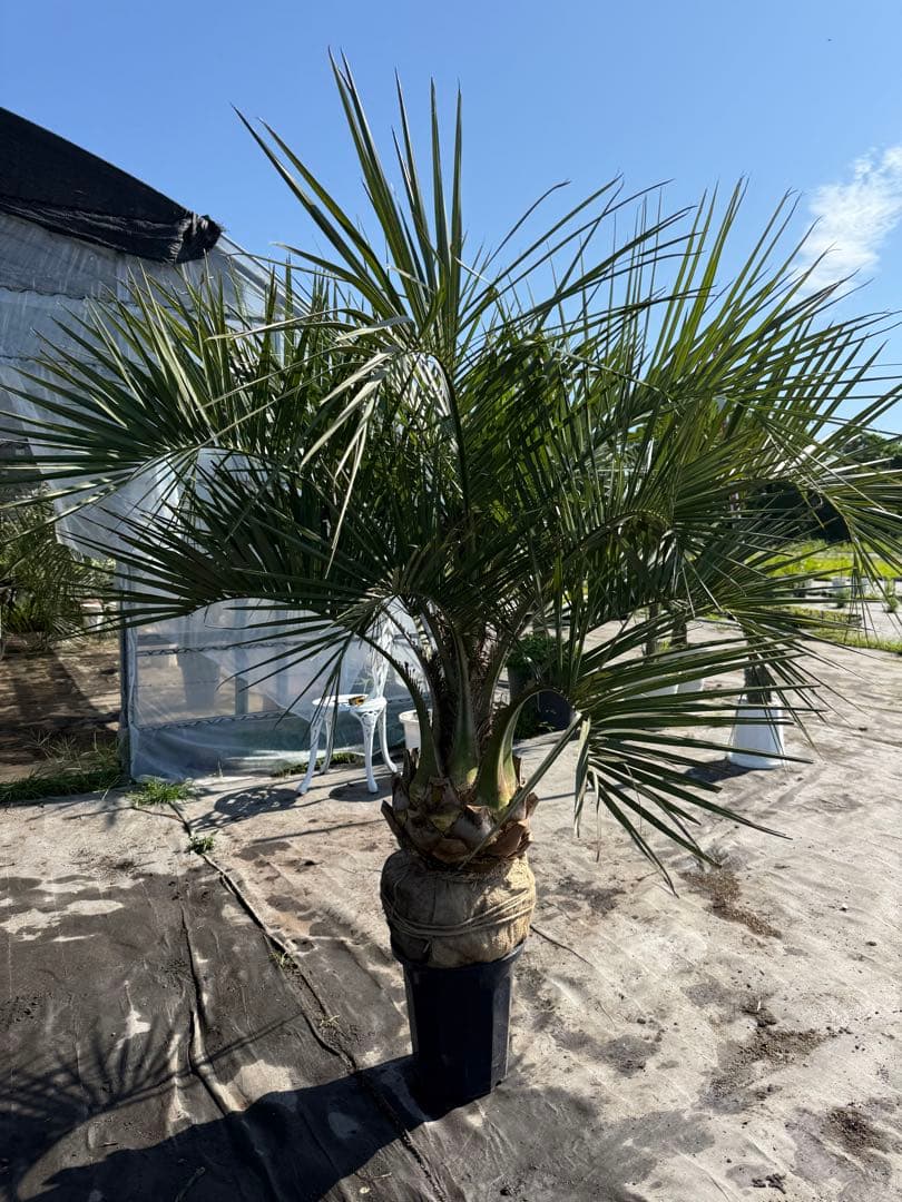 ココスヤシシルバーリーフ 【極太】葉先150cm 幹回り110cm 幹高30cm