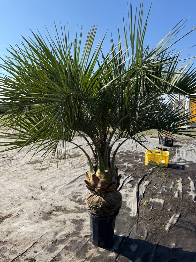 ココスヤシシルバーリーフ 【極太】葉先150cm 幹回り110cm 幹高30cm