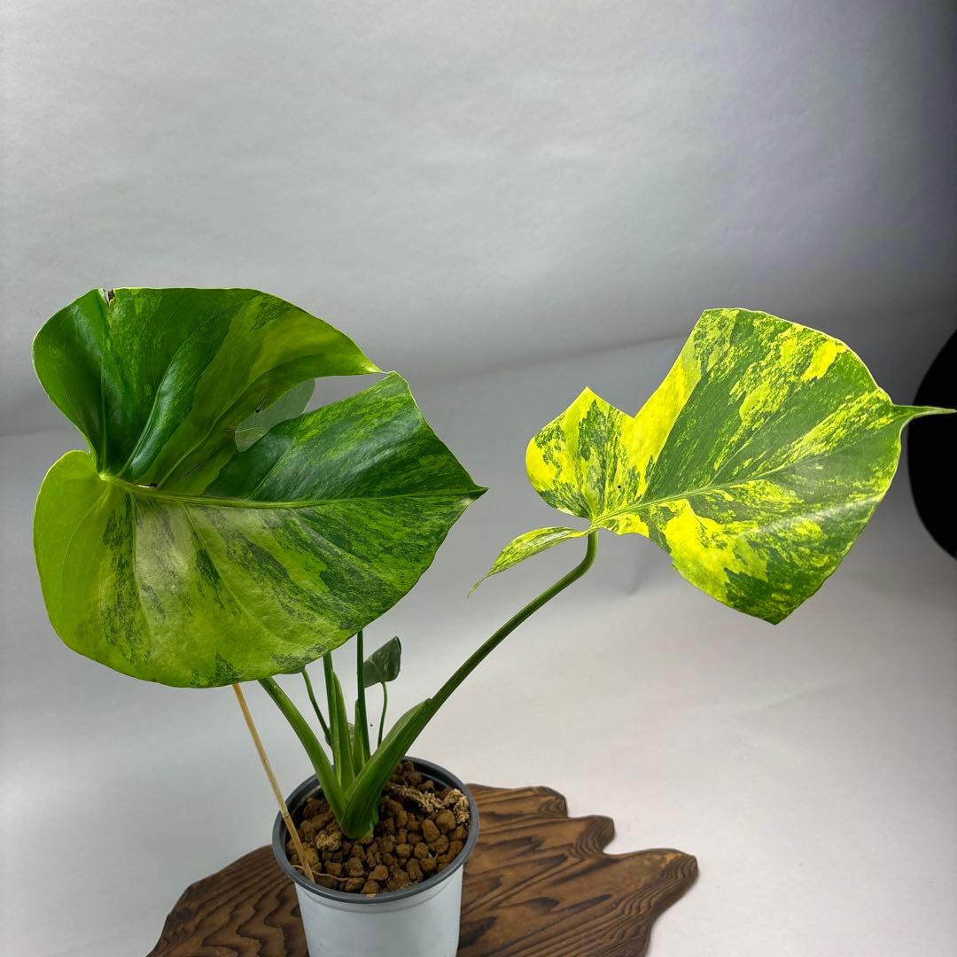 k*s様 モンステラデリシオーサ イエローマリリン　lsw307