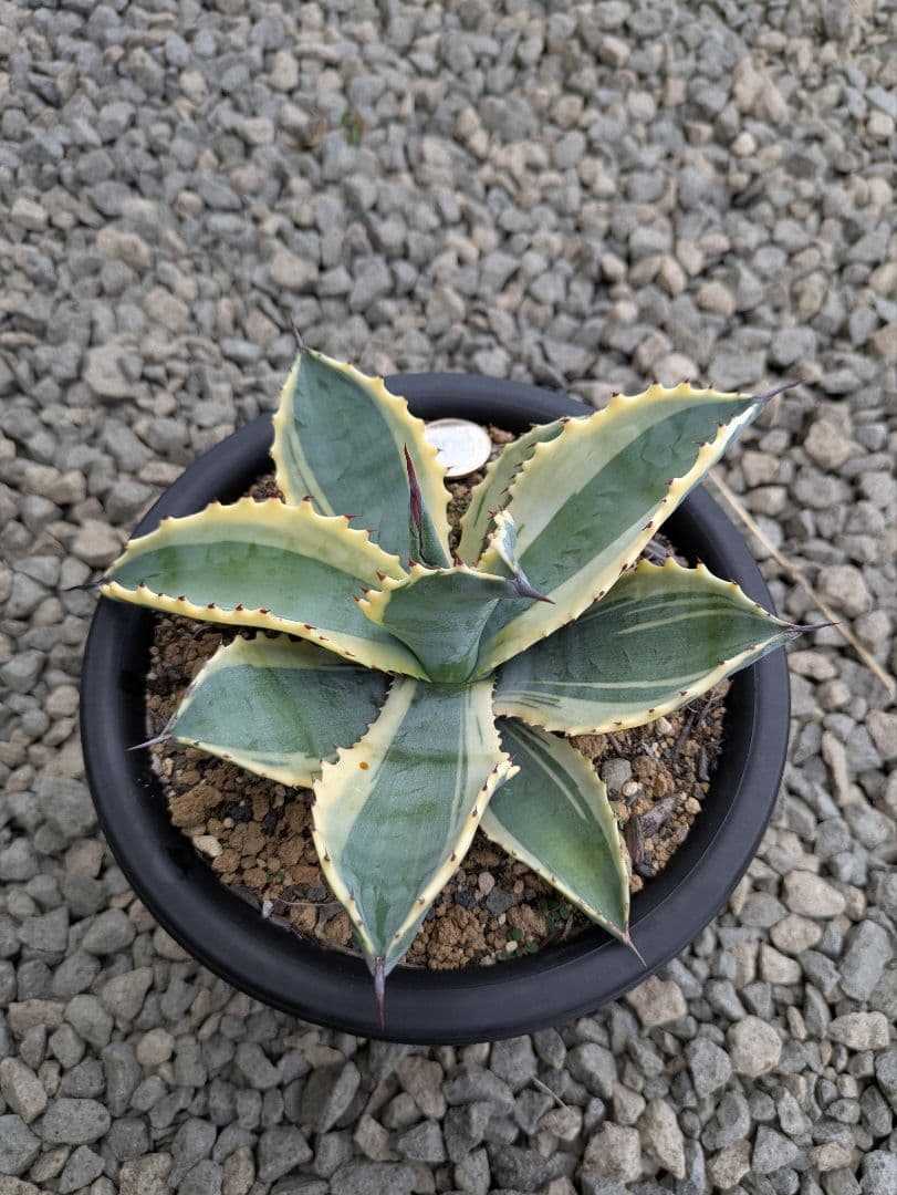 アガベ　リップルエフェクト子株