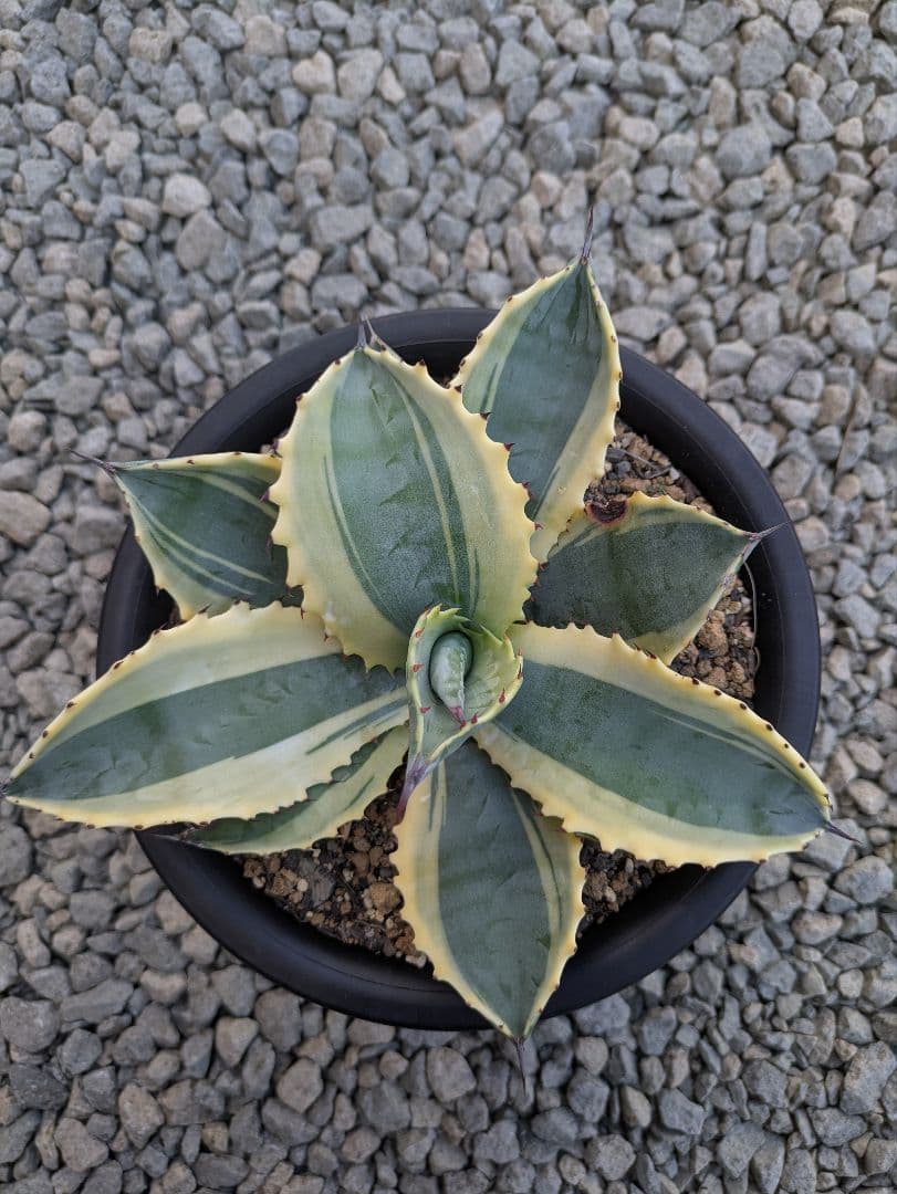 アガベ　リップルエフェクト子株