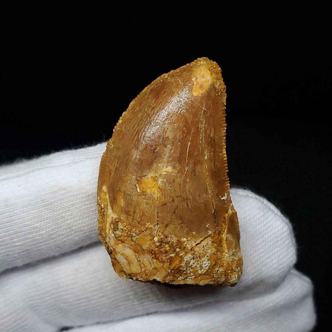 カルカロドントサウルス 歯 化石 本物 モロッコ産 35.56mm fca13