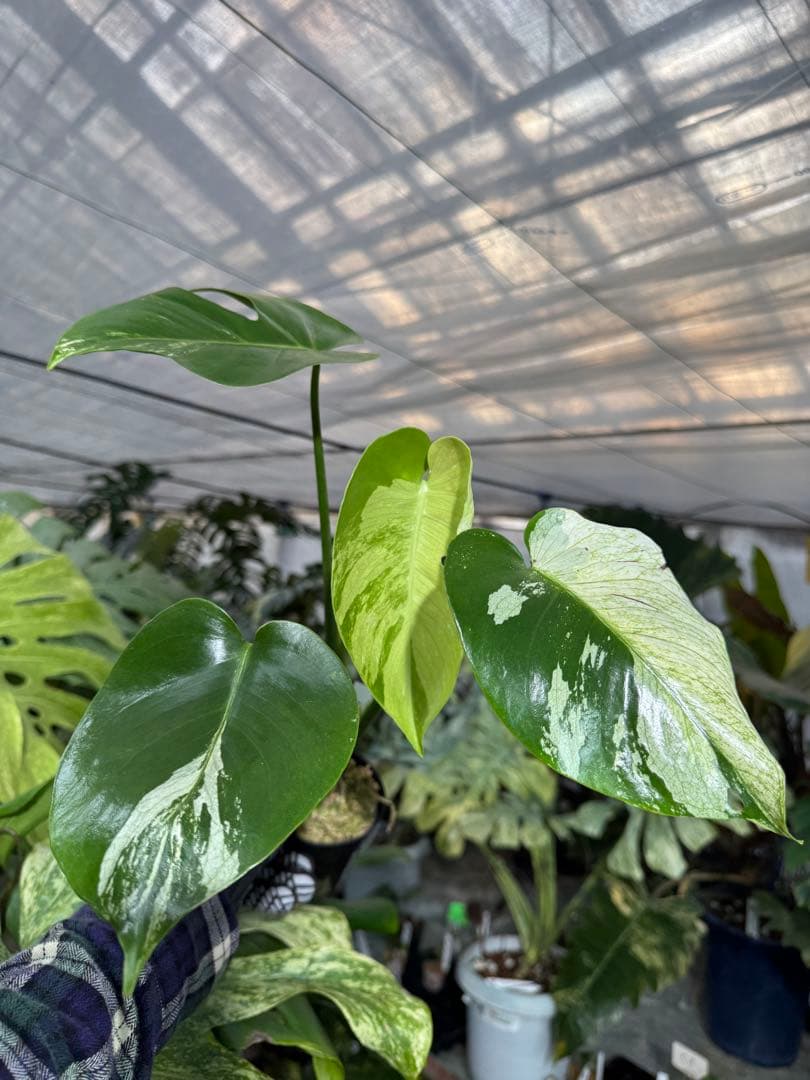 T2 モンステラ　デリシオーサ　ミント　トリカラー