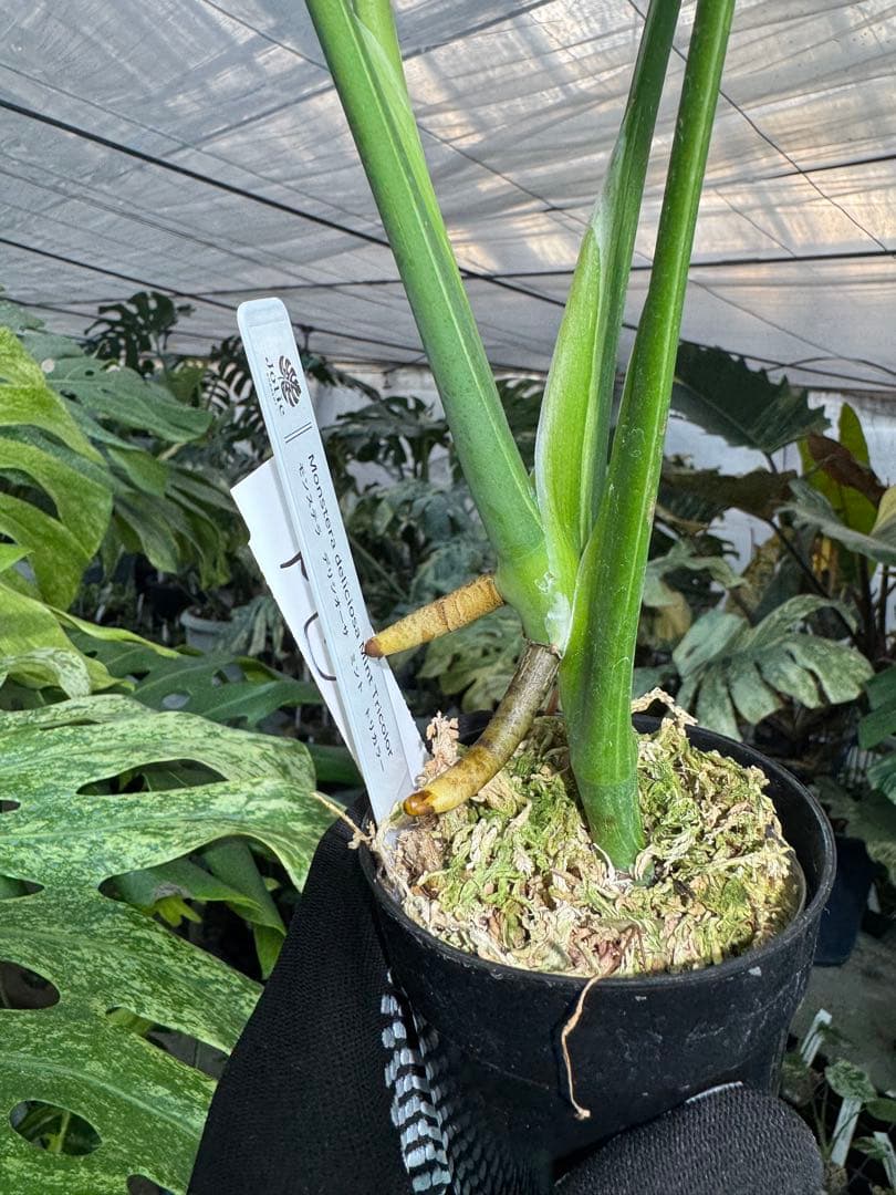 T2 モンステラ　デリシオーサ　ミント　トリカラー