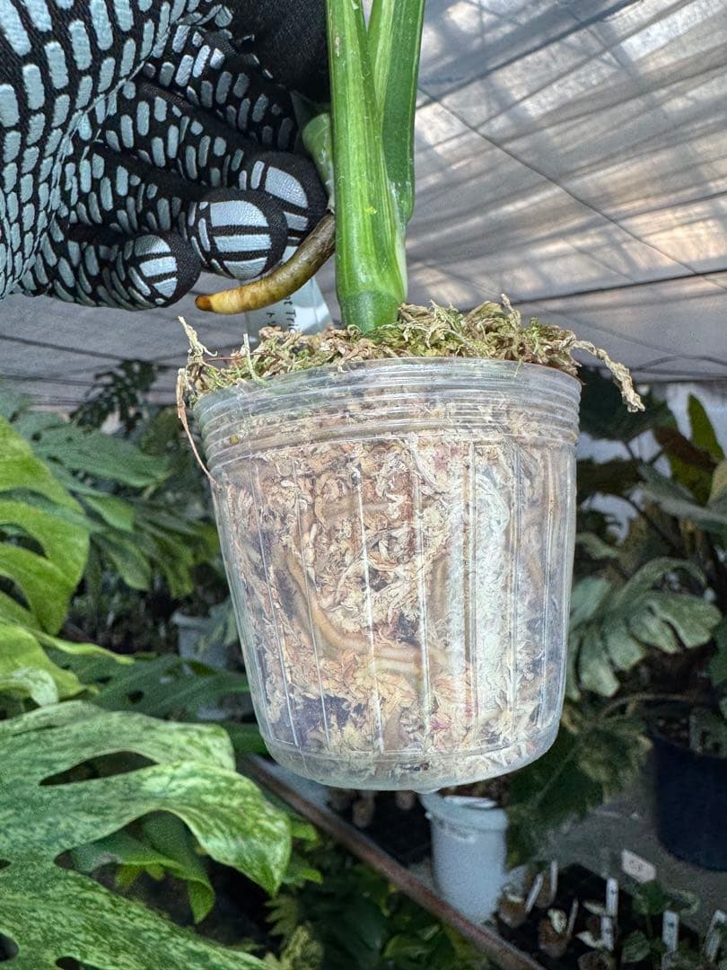 T2 モンステラ　デリシオーサ　ミント　トリカラー