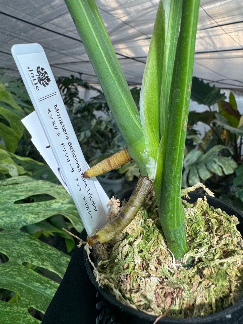 T2 モンステラ　デリシオーサ　ミント　トリカラー