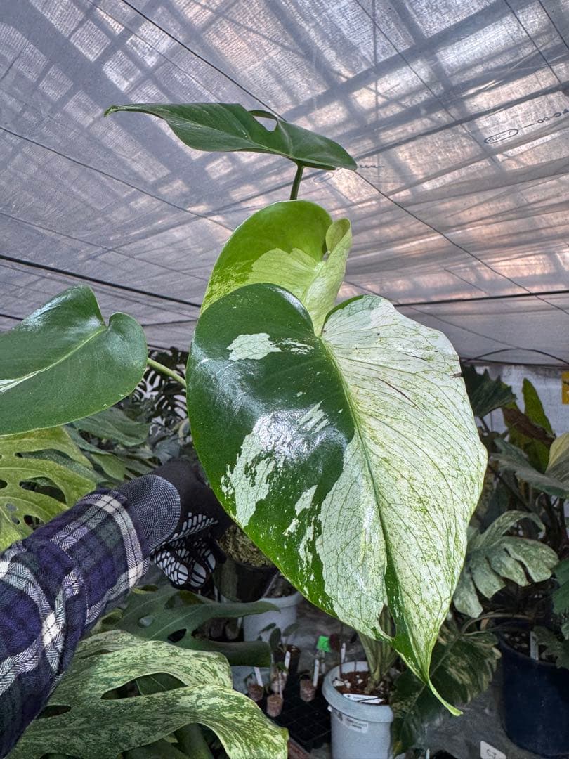 T2 モンステラ　デリシオーサ　ミント　トリカラー