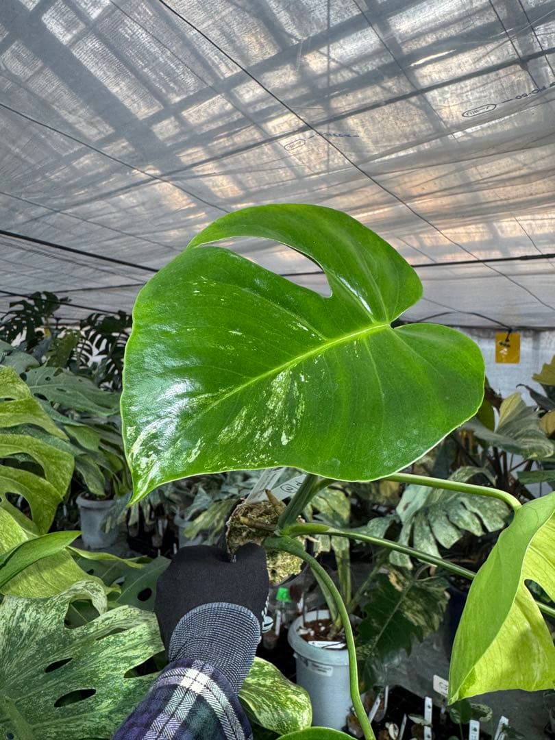 T2 モンステラ　デリシオーサ　ミント　トリカラー