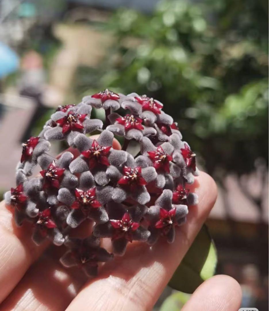 セール　全斑入り　珍種ホヤ　プビカリクス ピンクシルバーゴースト　サクララン