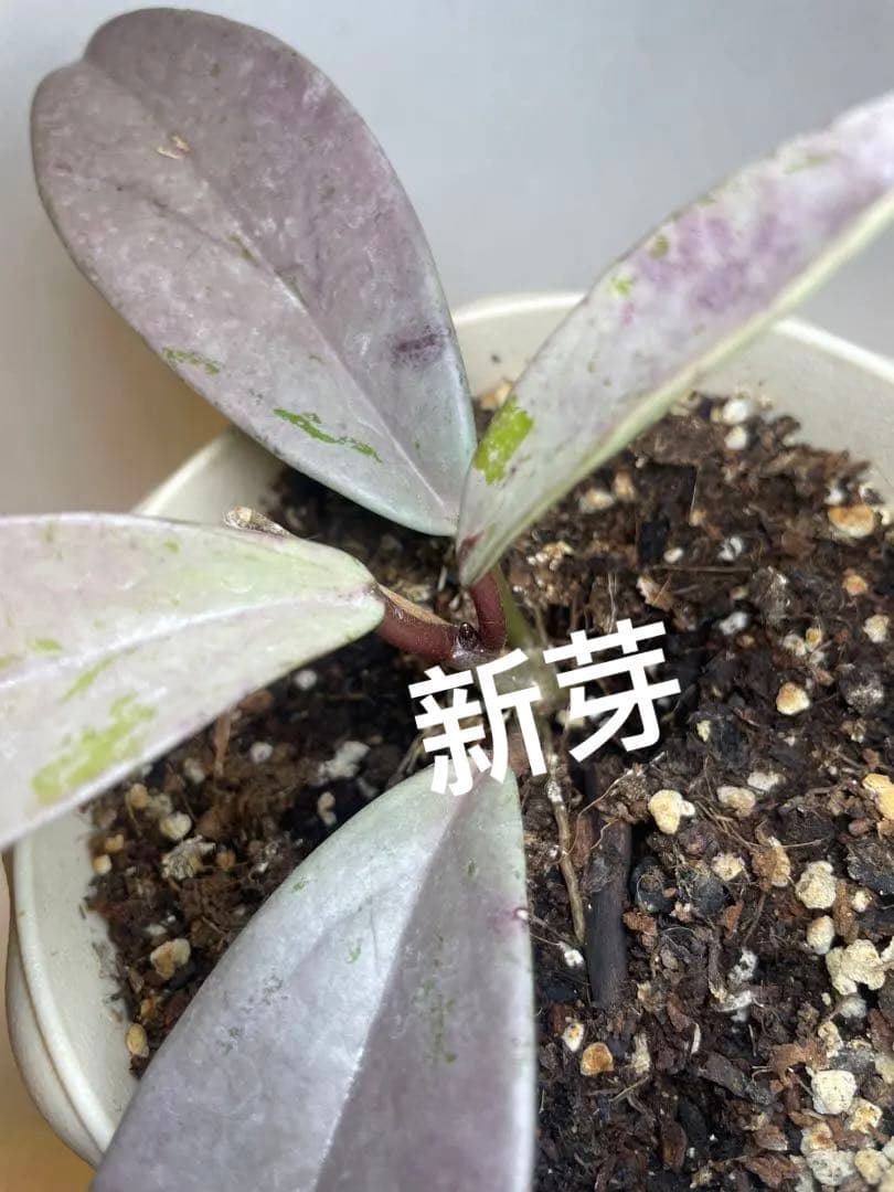 セール　全斑入り　珍種ホヤ　プビカリクス ピンクシルバーゴースト　サクララン