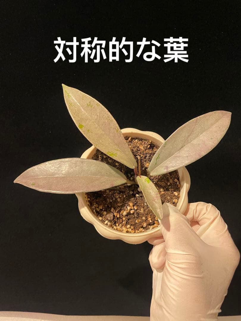 セール　全斑入り　珍種ホヤ　プビカリクス ピンクシルバーゴースト　サクララン