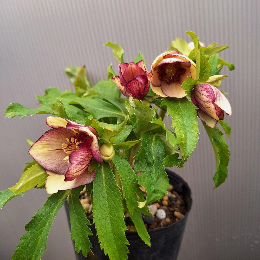 まや 26-4 クリスマスローズ 3ポットセット