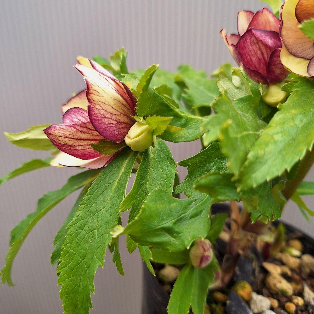 まや 26-4 クリスマスローズ 3ポットセット