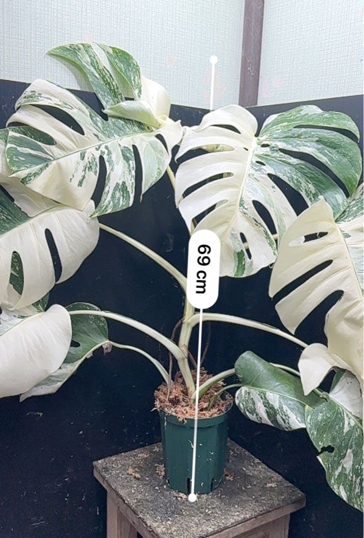 d*0様 斑入りモンステラ ホワイトタイガー極美大株69cm白斑多