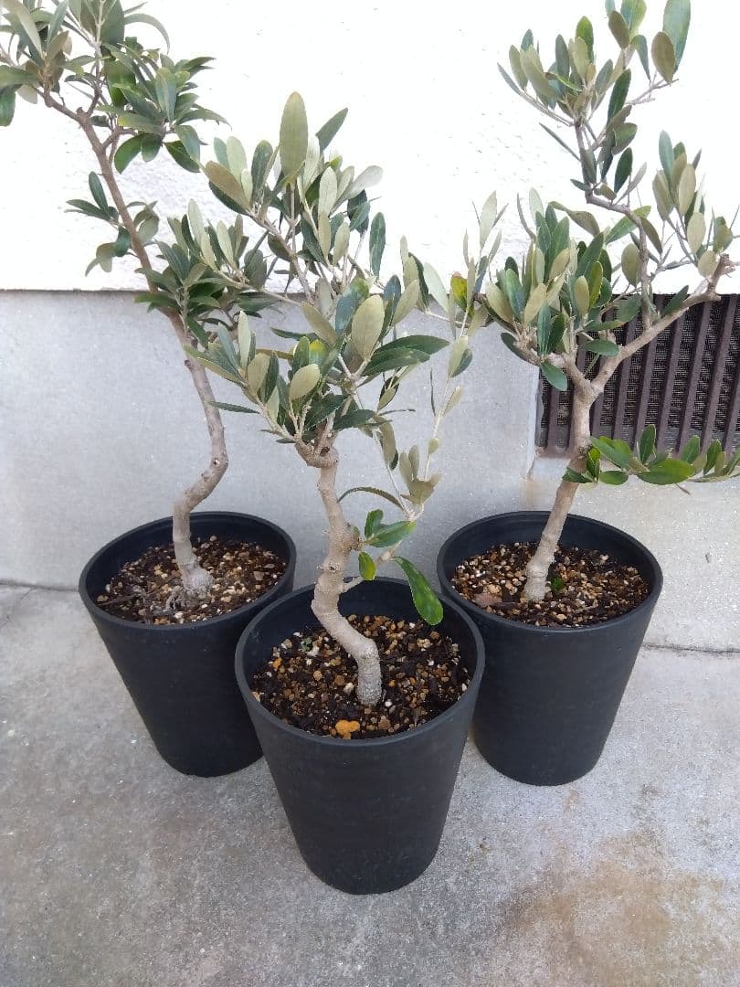 オリーブ　盆栽　6号鉢つき　3鉢セット❗　⑧