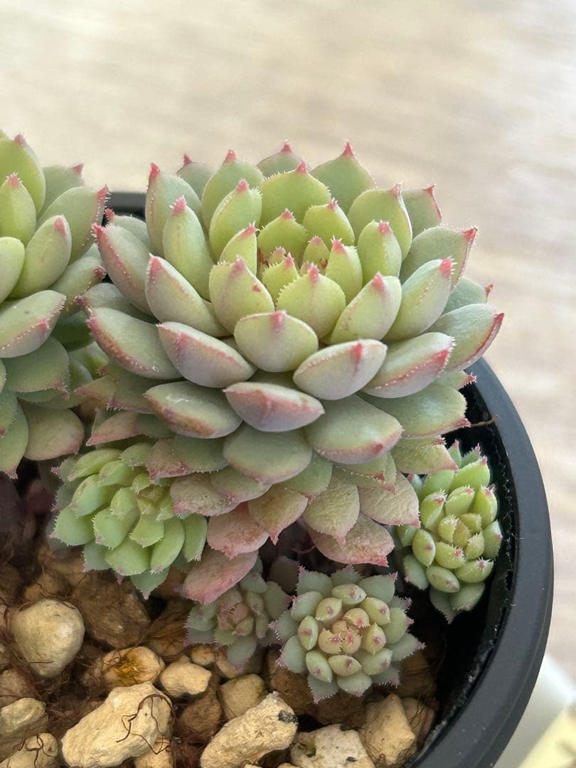 がーべら様メルカリ便ちょこん チェリーボンボン