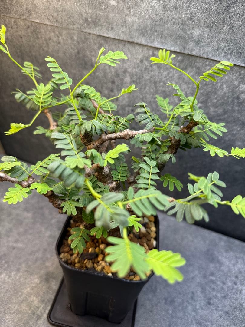 センナ　メリディオナリス　海外実生　発根済み　400