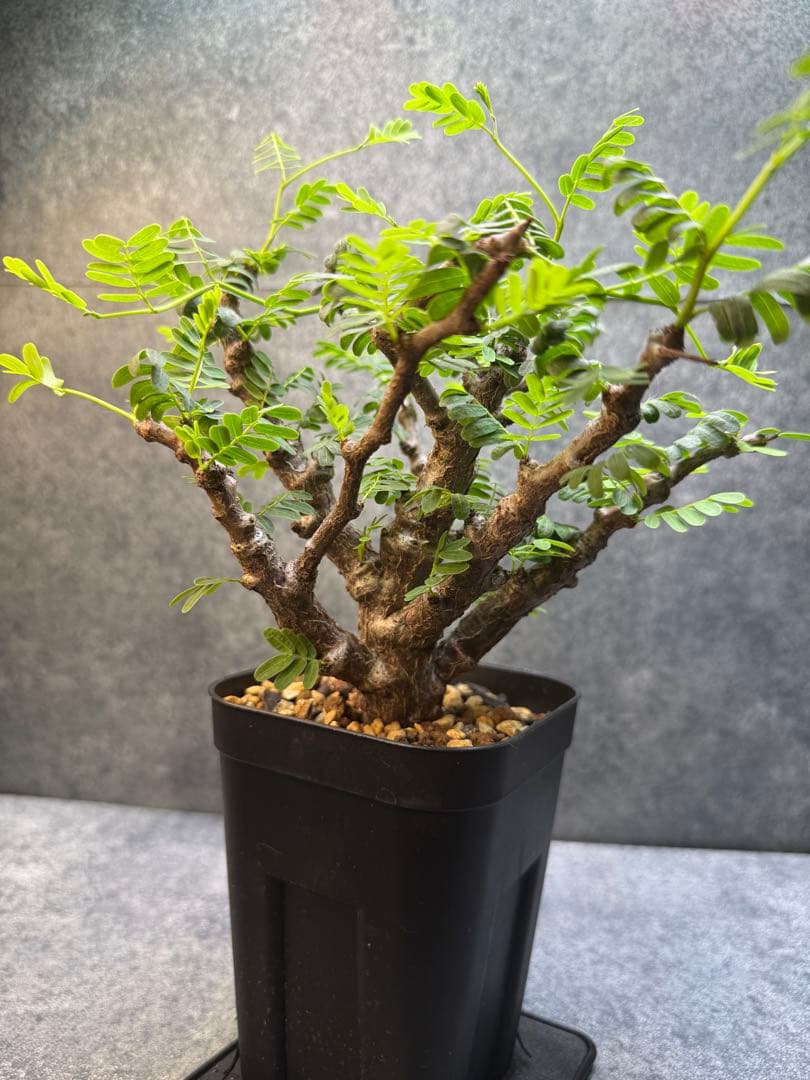 センナ　メリディオナリス　海外実生　発根済み　400