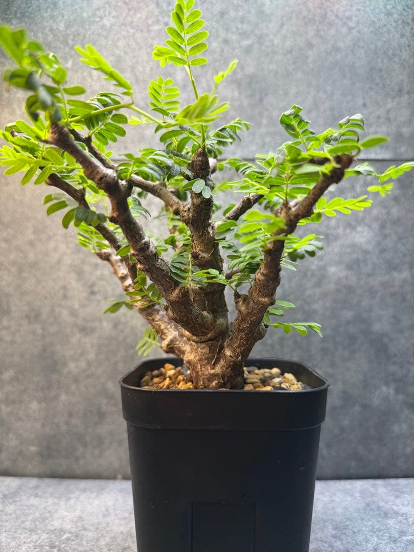 センナ　メリディオナリス　海外実生　発根済み　400