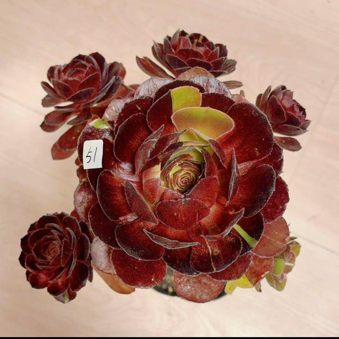 51#多肉植物アエオニウム❤️ 花顏黒牡丹 ❤️1大頭5小　頭23cm拨き苗