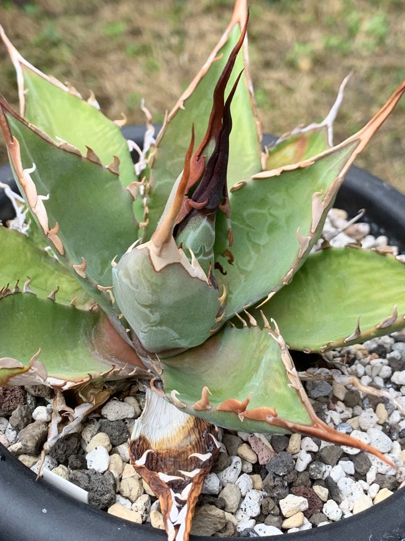 アガベ ハイブリッドエボリスピナ×BB US株 オアハカ　オテロイ　陽炎　妖炎