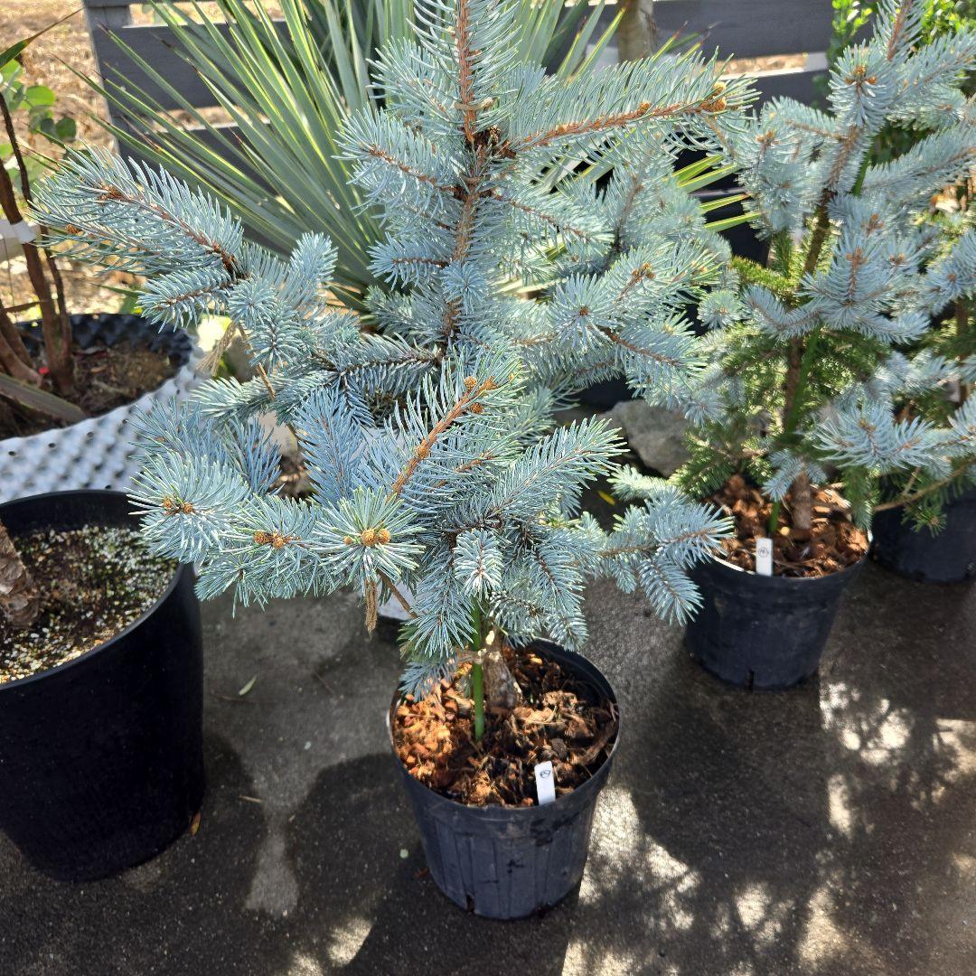 ⑨　ブンゲンス　トウヒ　ホプシー　７号　最高等級極上品‼️