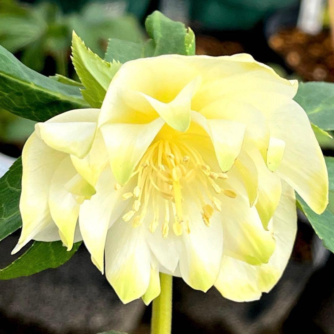 バ*カ様 ☘️ラスト2☘️最新超レア☘️根充実❤️沢山新芽元気株❤️3231⭐️