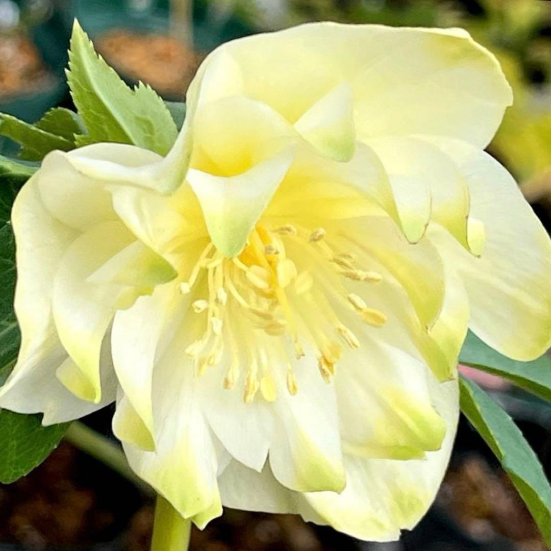 バ*カ様 ☘️ラスト2☘️最新超レア☘️根充実❤️沢山新芽元気株❤️3231⭐️