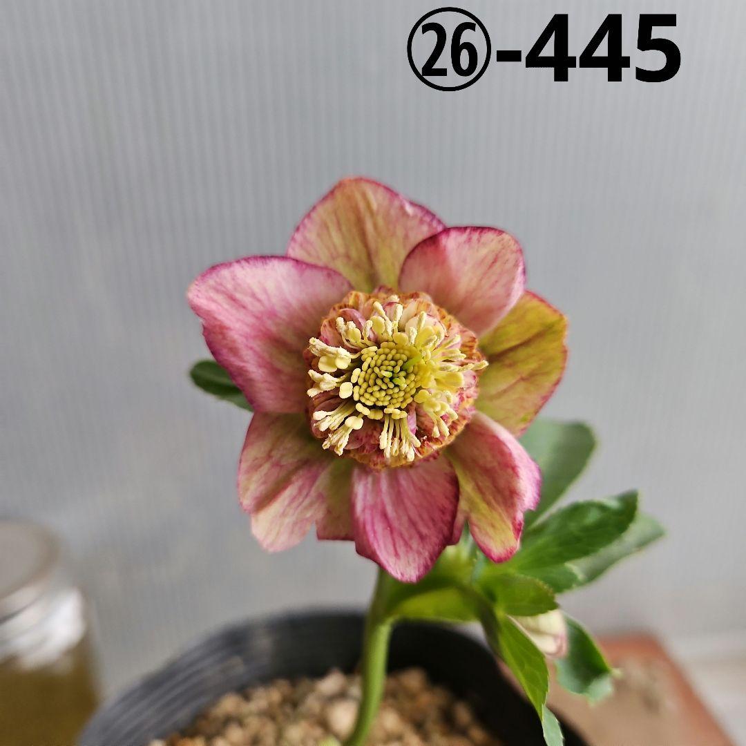 ㉖-445クリスマスローズ