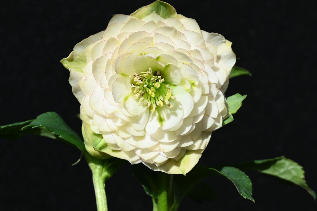 クリスマスローズ　認定ホワイトアフロディーテ　メビウス交配最新花　加藤農園