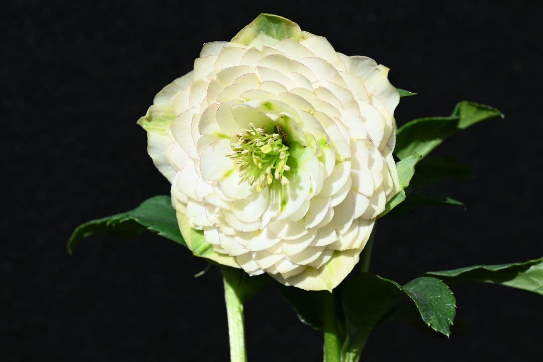 クリスマスローズ　認定ホワイトアフロディーテ　メビウス交配最新花　加藤農園