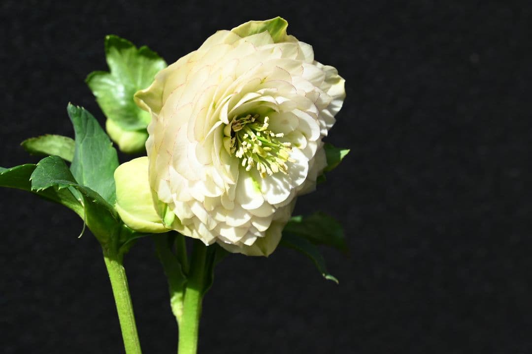 クリスマスローズ　認定ホワイトアフロディーテ　メビウス交配最新花　加藤農園