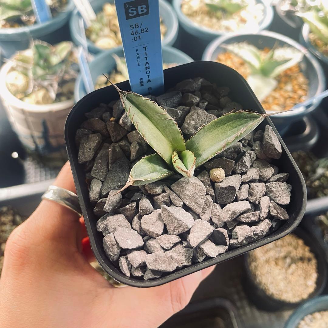 チタノタブルー　超選抜実生　子株出品（画像4枚目以降が出品株）