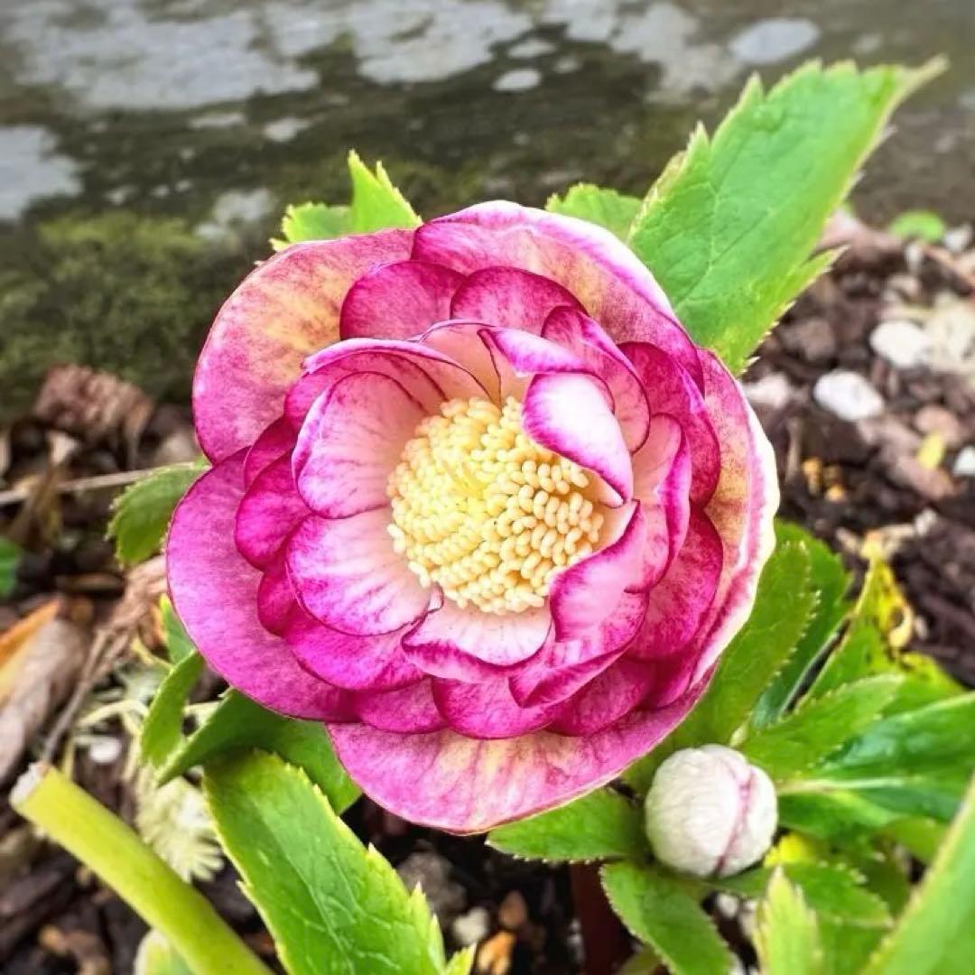 クリスマスローズ　蜃気楼 交配苗　大木ナーセリー