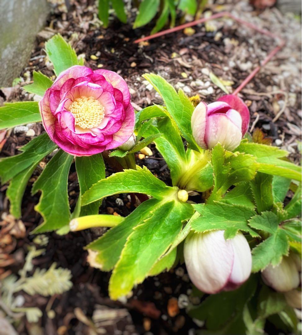 クリスマスローズ　蜃気楼 交配苗　大木ナーセリー