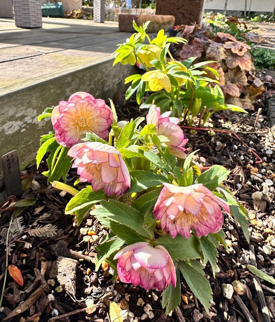 クリスマスローズ　蜃気楼 交配苗　大木ナーセリー