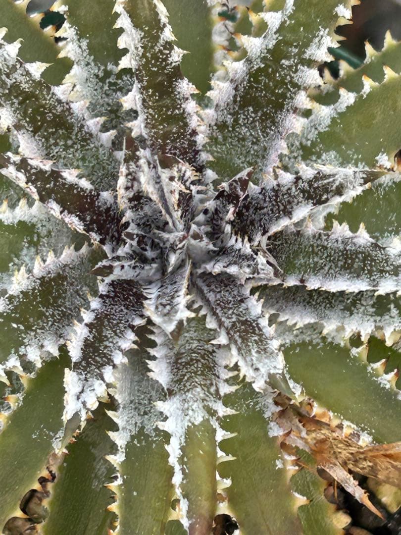 DBディッキア Dyckia Bill Baker hyb #216 ⑶