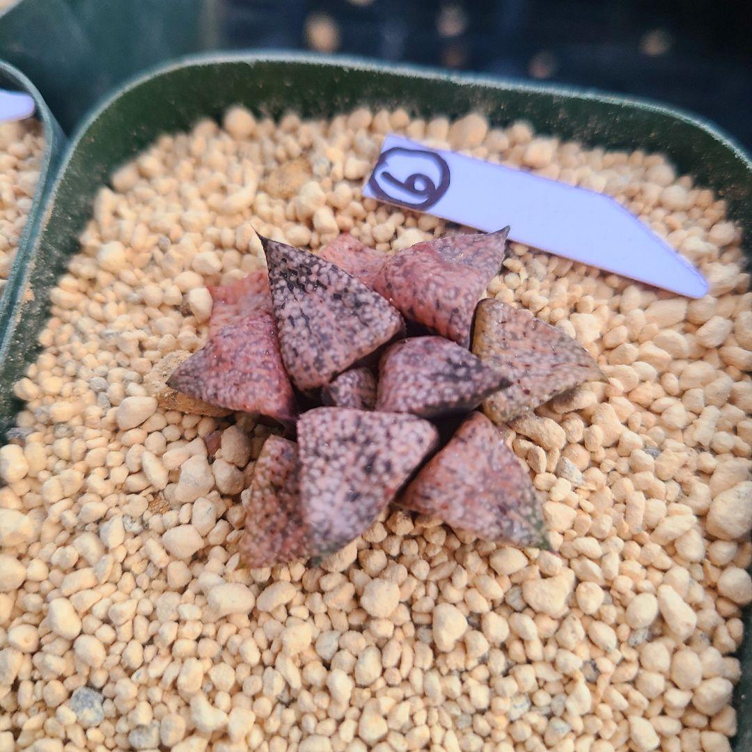 レッドブーツ 実生レッド系 確認用