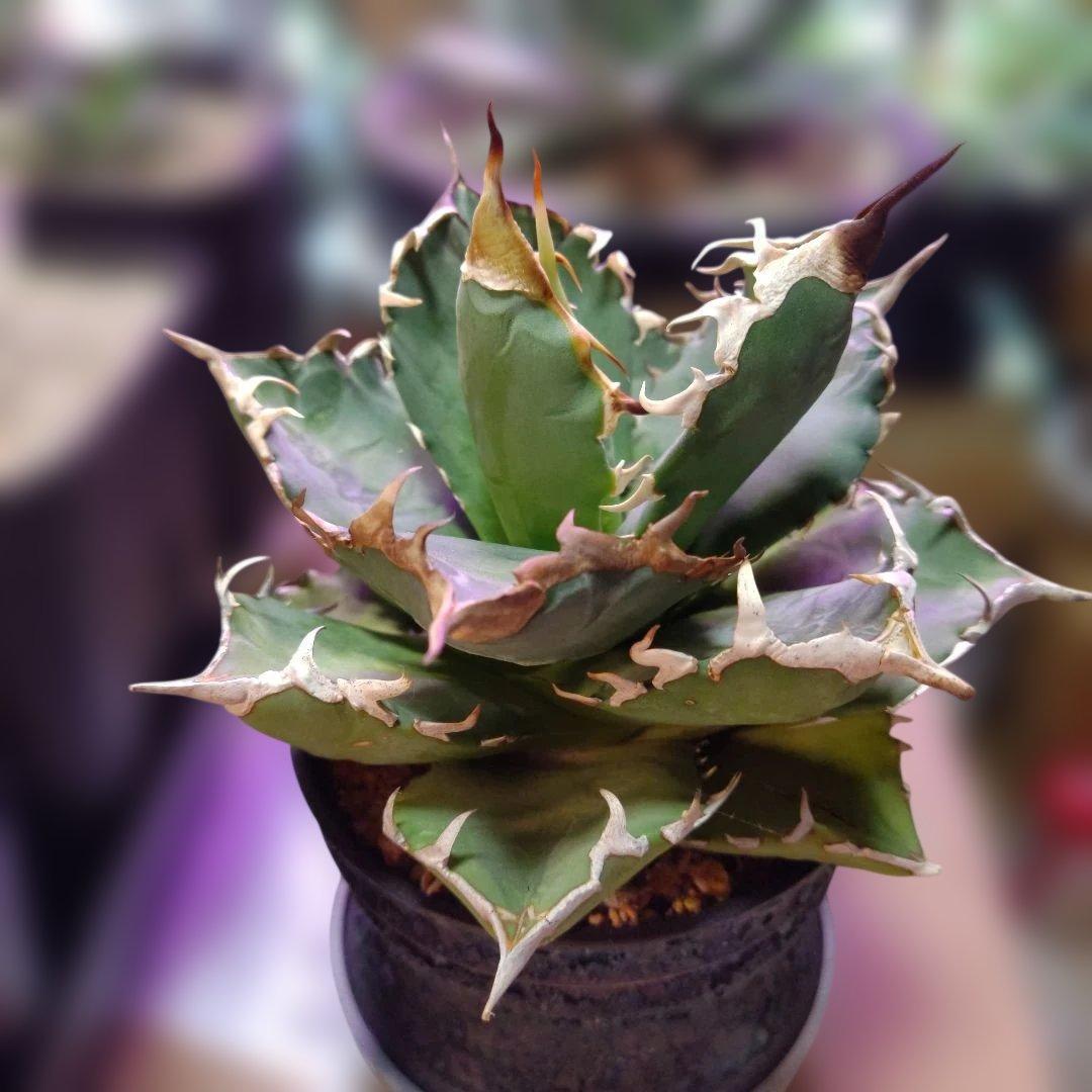 アガベ 　九尾狐①　鉢ごと匿名発送！