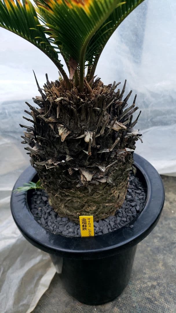 金環蘇鉄　サイカス　レボルタ