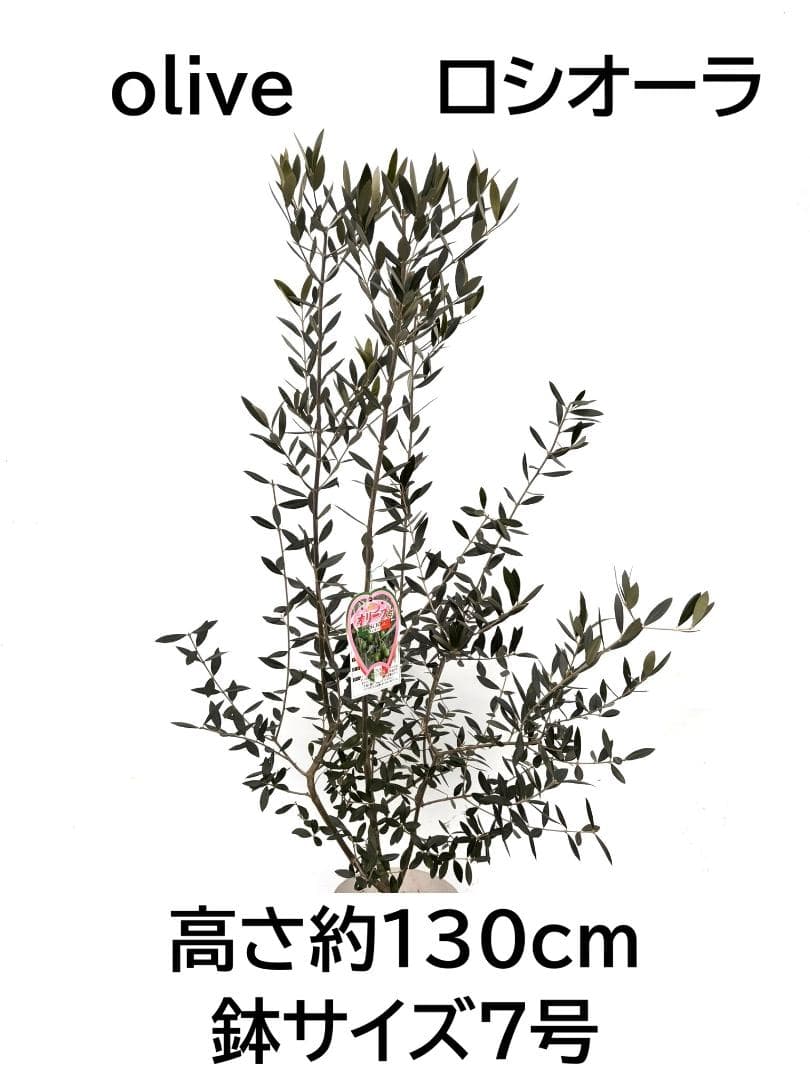 オリーブの木　ロシオーラ　7号　約130cm　K-317　現品掲載
